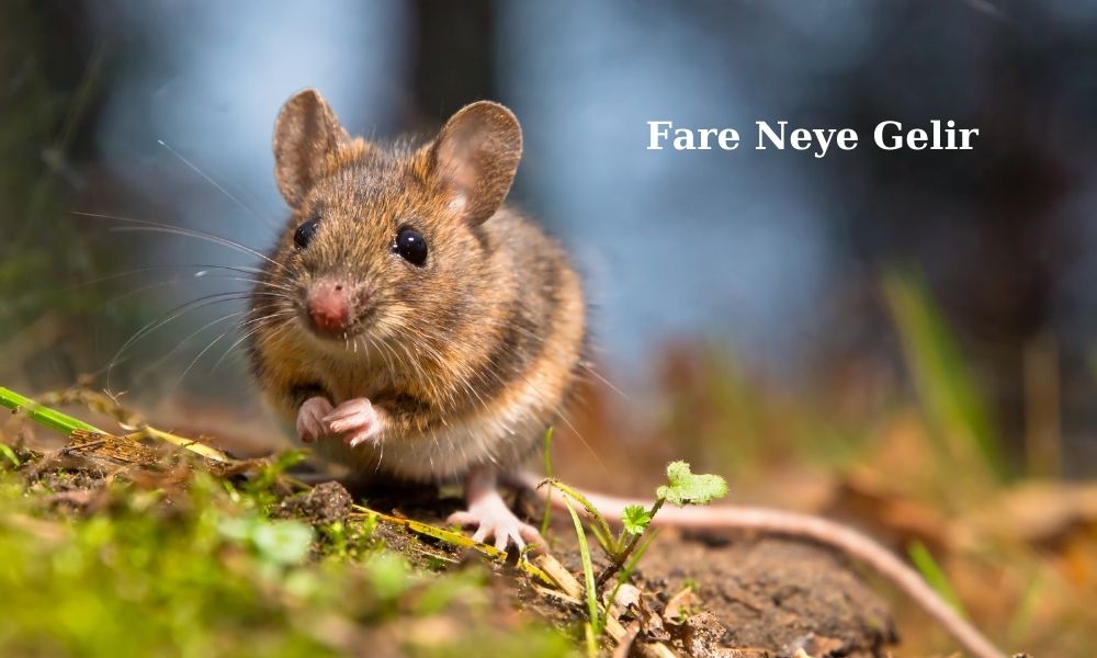 fare neye gelir