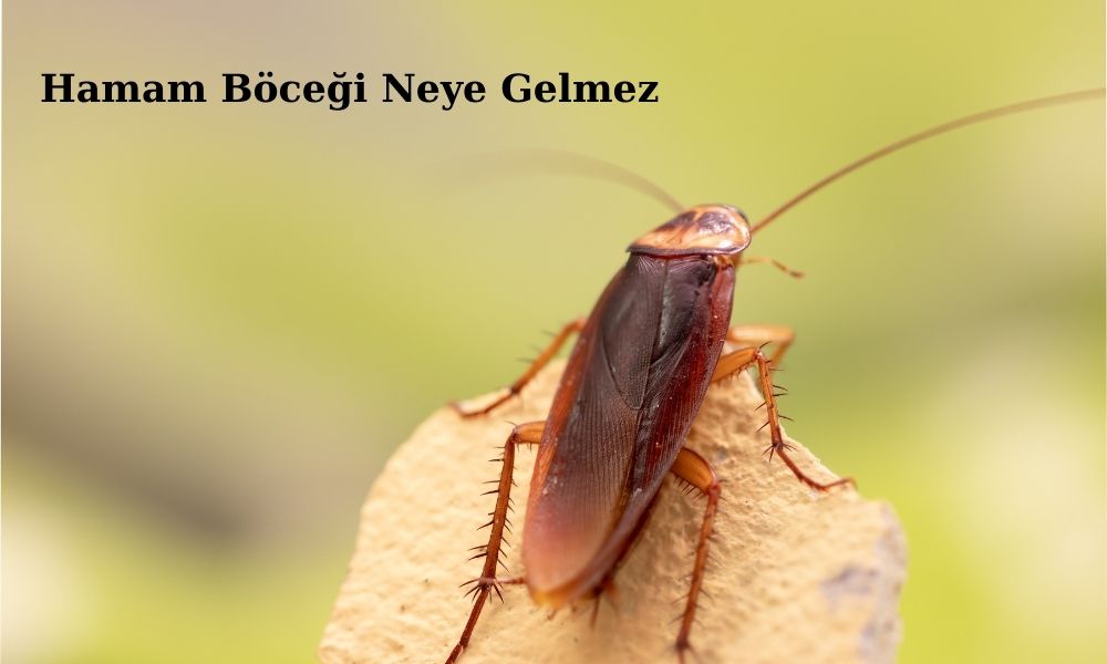 hamam böceği neye gelmez